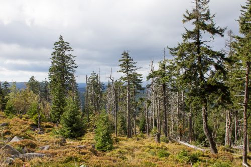 Karger Baumbewuchs in 1000 Meter Höhe.