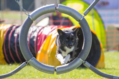 3. Gohrisch-Heide-Cup