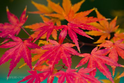 Japanischer Fächerahorn (Herbstfärbung)