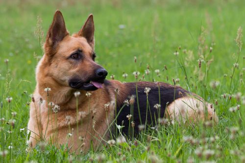 Hundeportraits (Portrait eines Schäferhundes)