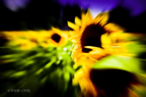 Sonnenblume