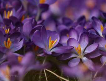 Naturfotografie im Frühling