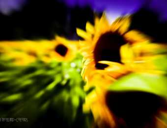 Naturfotografie im Sommer